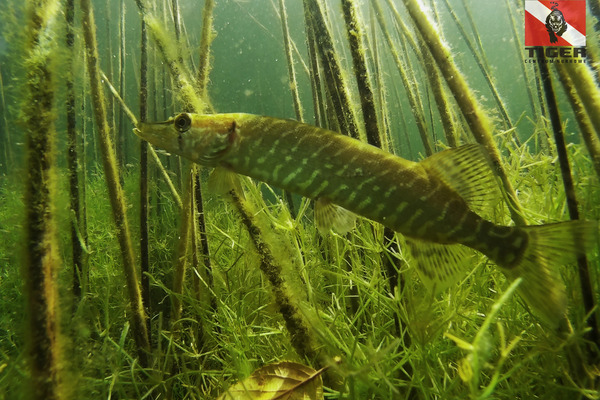 2017.08.03 - j.Lubikowskie